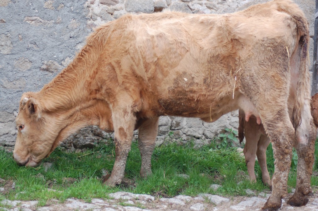 Vache partuberculeuse