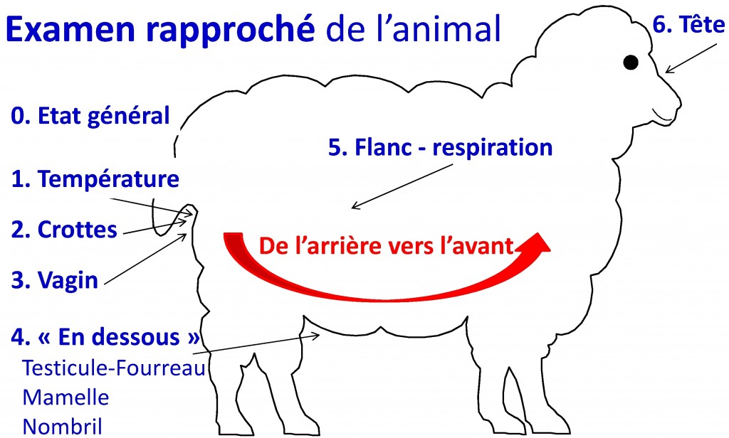 Examen de l'animal